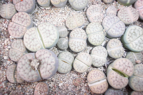 lithops schwantesii v.triebneri2